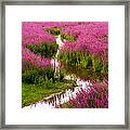 Sunset Over Purple Loosestrife Framed Print