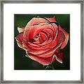 Sunset Rose Framed Print