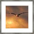 Sunset Seagull Framed Print