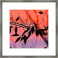 Sunset Serenade Framed Print