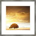 Sunset Tree Framed Print