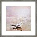 Sunset With Young Seagull Framed Print