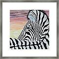 Sunset Zebra Framed Print