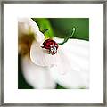 Sunshine And Petal Rest Framed Print