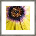 Sunshine Daisy Framed Print