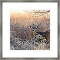 Sunshine Deer Framed Print