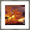 Sunshine On The Tree Tops After A Rain Storm Framed Print