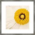 Sunshine Framed Print