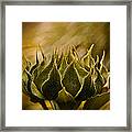 Super Sunflower Framed Print