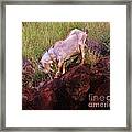 Sure Footed Framed Print