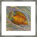 Surgeonfish Framed Print