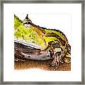 Surinam Horned Frog, C. Cornuta Framed Print