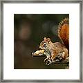 Surprised Red Squirrel With Nut Portrait Framed Print
