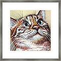 Surprised Kitty Framed Print Surprised Kitty Framed Print