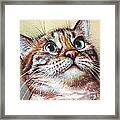 Surprised Kitty Framed Print