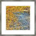 Surrounded By Gold Framed Print