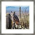 Surveying The Sonoran Framed Print