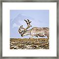 Svalbard Reindeer Bull In Summer Molt Framed Print