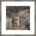 Swainson's Hawk Framed Print