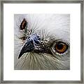 Swallow Tailed Kite Framed Print