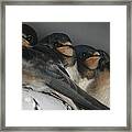 Swallows Framed Print