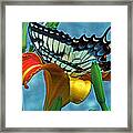 Swallowtail And Tiger Lily Framed Print