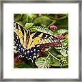 Swallowtail Beauty Framed Print