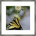 Swallowtail Butterfly 1 Framed Print