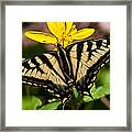 Swallowtail Butterfly Framed Print