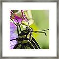 Swallowtail Butterfly Framed Print