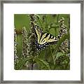 Swallowtail In Flower Field Framed Print
