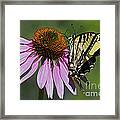 Swallowtail On A Coneflower Framed Print