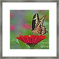 Swallowtail On A Zinnia Framed Print