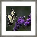 Swallowtail On Purple Framed Print