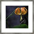 Swallowtail On Turks Cap Framed Print