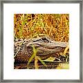 Swamp Gator Framed Print