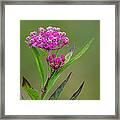 Swamp Milkweed Framed Print