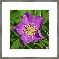 Swamp Rose Just Opening Dsmf219 Framed Print