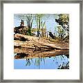 Swamp Scene Framed Print