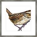 Swamp Sparrow Framed Print
