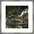 Swan And Coon On Beaver Dam Framed Print