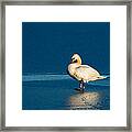 Swan In Last Sunlight On Frozen Lake Framed Print
