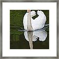 Swan In Motion Framed Print