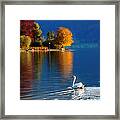 Beautiful Autumn Swan At Lake Schiliersee Germany Framed Print
