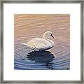 Swan Lake Framed Print