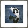 Swan Lake Framed Print