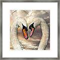 Swan Love Framed Print