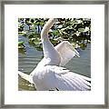 Swan Pose Framed Print