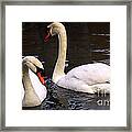 Swans Two Framed Print