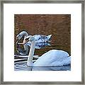 Swans 3 Framed Print